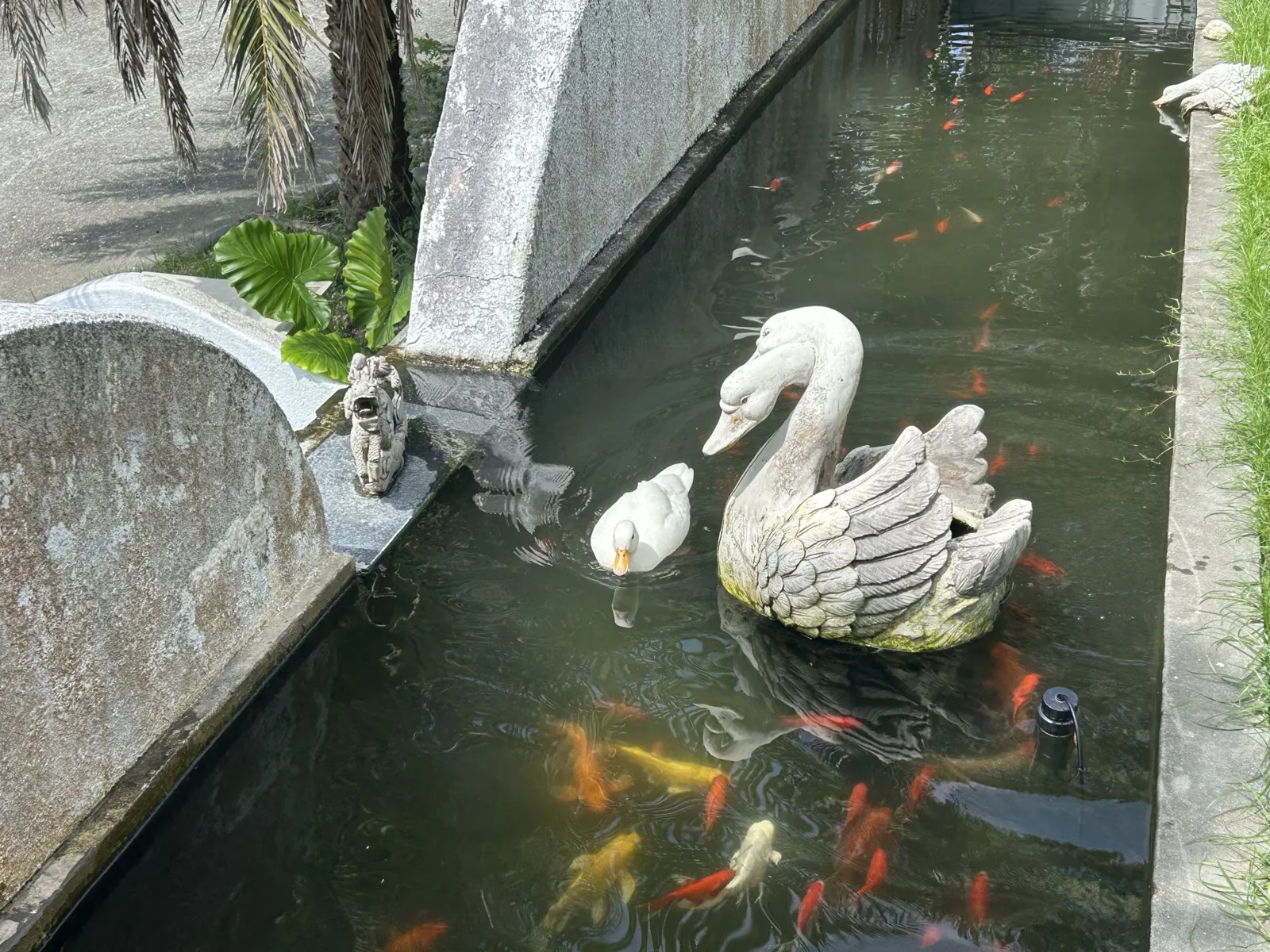 錦鯉池